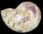 Sliced, Agatized Ammonite Fossil (Half) - Jurassic #54043-1